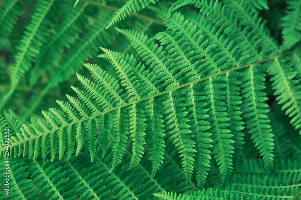 Green background of fern leaves. copy space