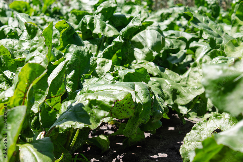 green beet tops on the agricultural field, sugar beets on the field. green beet tops on the agricultural field, sugar beets on the field.