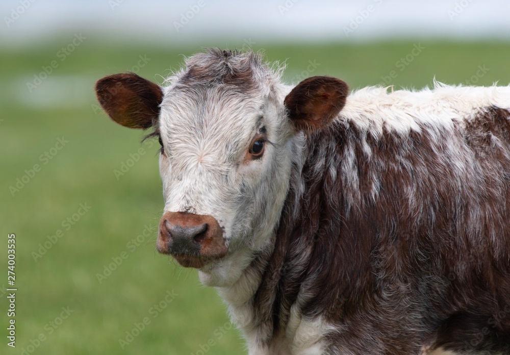 Close up photo of Longhorn Cattle in the UK Close up photo of Longhorn Cattle in the UK