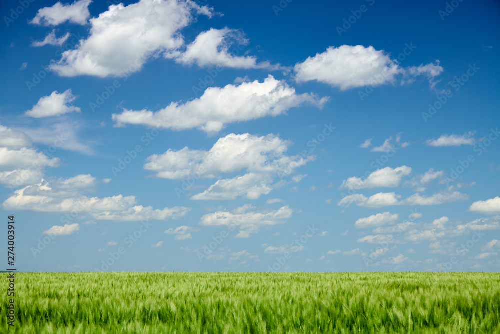 Green wheaten sprouts in the field and cloudy sky. Bright spring landscape. Green wheaten sprouts in the field and cloudy sky. Bright spring landscape.