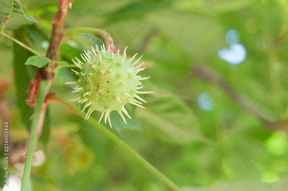 Horse chestnut shell on the branch, copy space