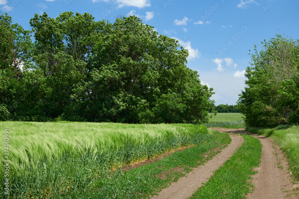 Obraz premium Beautiful spring landscape - Ground road in the wheaten field and cloudy sky