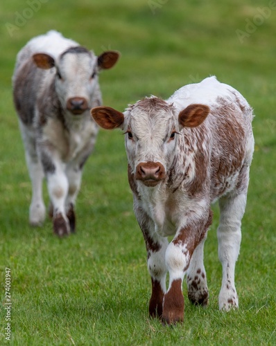 Close up photo of Longhorn Cattle in the UK