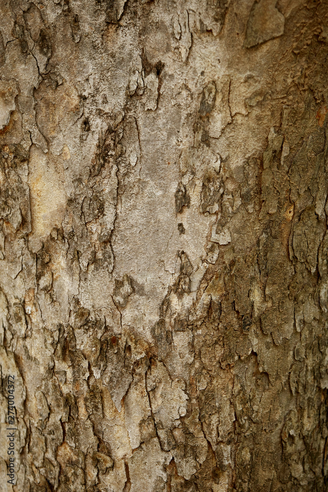 Tree texture pattern background , Wooden texture closeup Tree texture pattern background , Wooden texture closeup