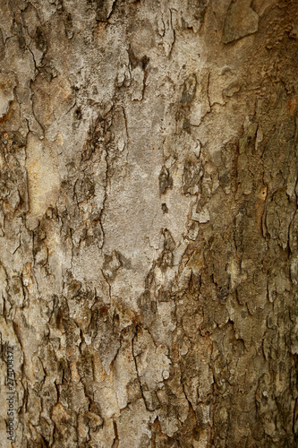 Tree texture pattern background , Wooden texture closeup