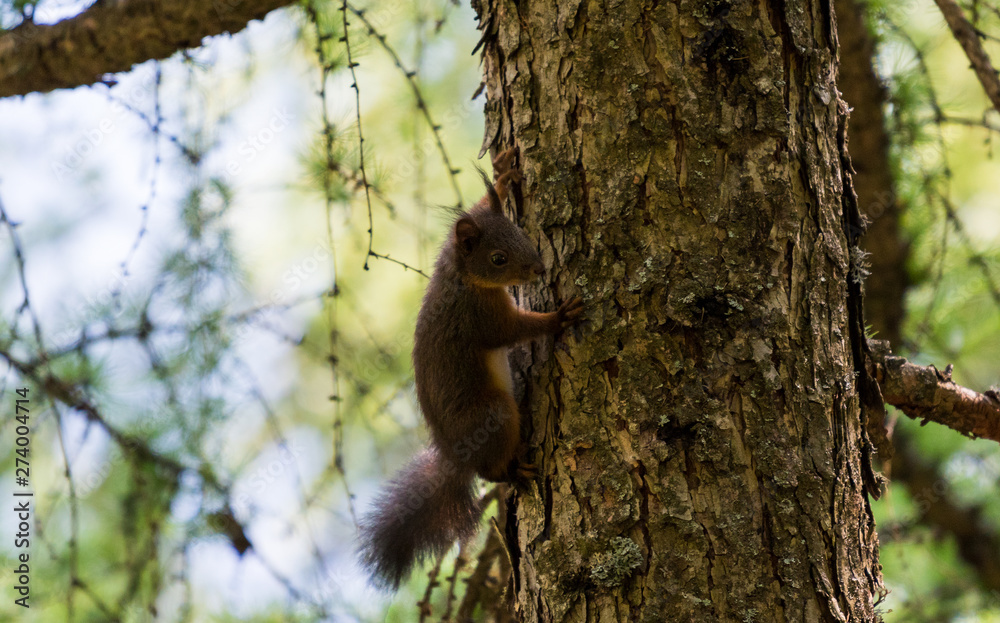 Obraz premium Brown squiller in the forest on a branch, wild animal