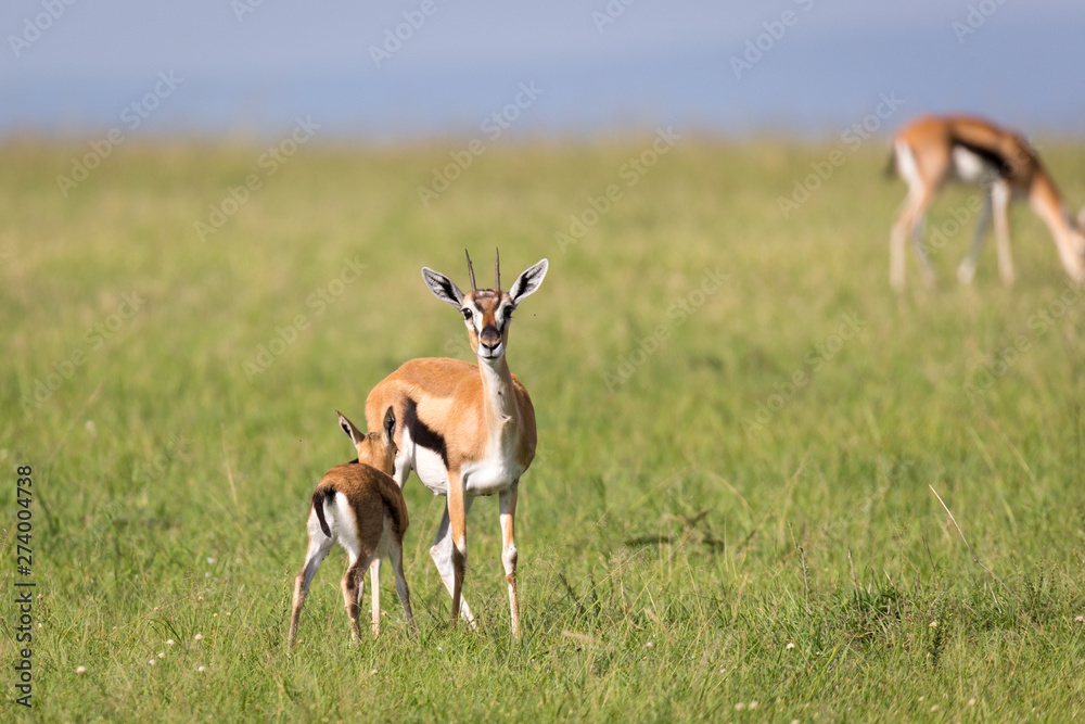 Thomson gazelles in the middle of a grassy landscape in the Kenyan savanna Thomson gazelles in the middle of a grassy landscape in the Kenyan savanna