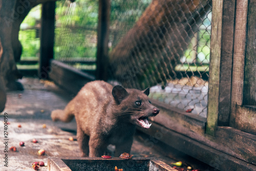 Obraz na płótnie Luwak 