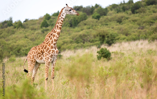 Masai giraffe in the Kenyan savanna on a meadow