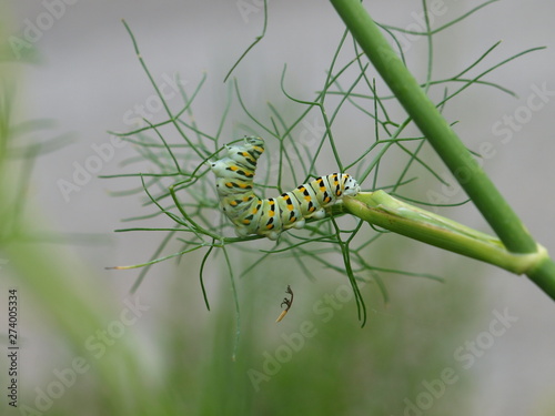 The Caterpillar of a Swallowtail Butterfly