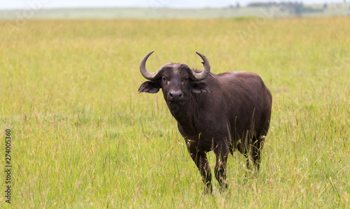 A buffalo is standing in the middle of the meadow in the grass landscape