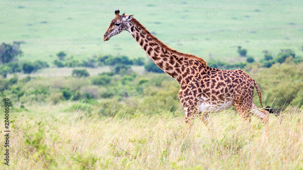 Obraz premium Masai giraffe in the Kenyan savanna on a meadow