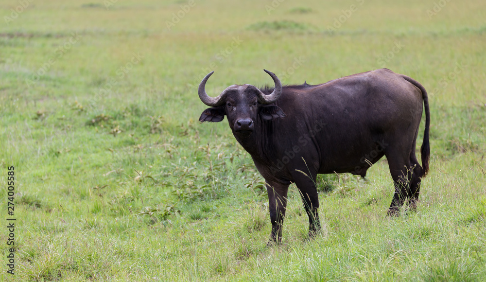 A buffalo is standing in the middle of the meadow in the grass landscape