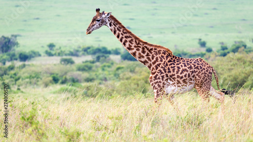 Masai giraffe in the Kenyan savanna on a meadow © 25ehaag6