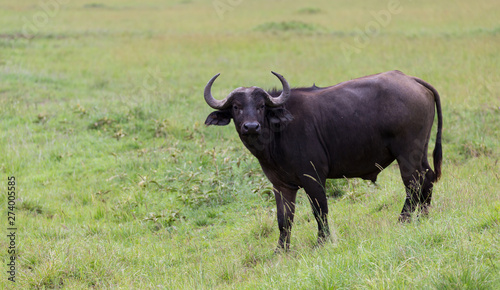 A buffalo is standing in the middle of the meadow in the grass landscape