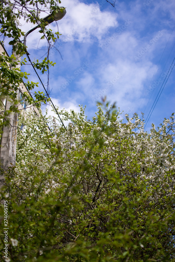 Fototapeta premium Spring flowering: branches of flowering apple or cherry in the park. White flowers of an apple tree or cherry on a background of nature.