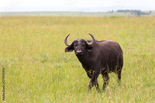 A buffalo is standing in the middle of the meadow in the grass landscape