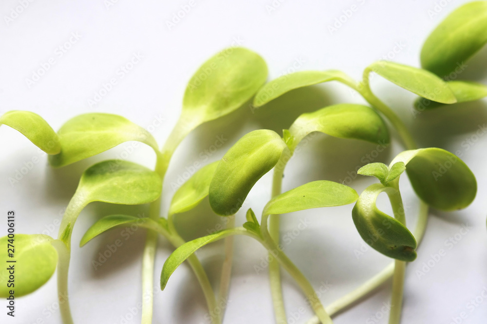 Obraz premium Fresh Sunflower seedlings , Microgreen Organic