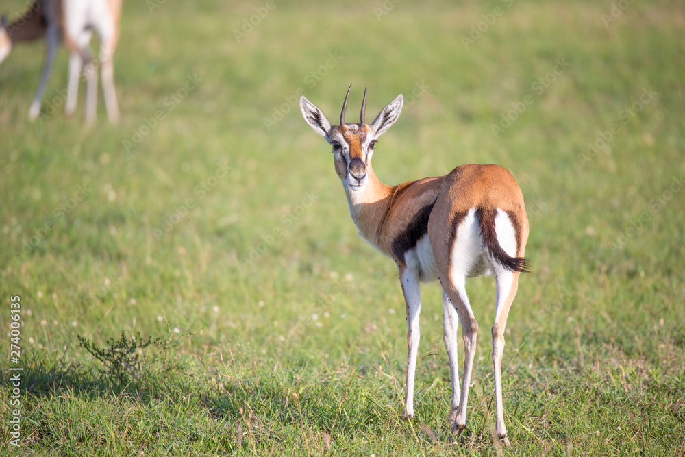 Thomson gazelles in the middle of a grassy landscape in the Kenyan savanna Thomson gazelles in the middle of a grassy landscape in the Kenyan savanna