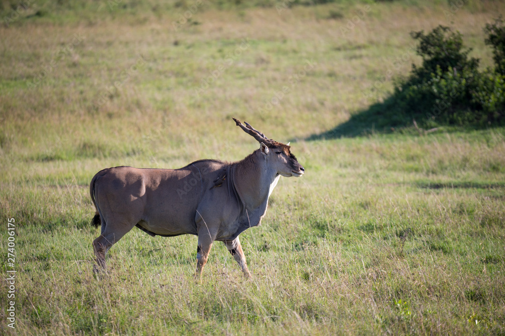 Eland, the largest antelope, in a meadow in the Kenyan savanna Eland, the largest antelope, in a meadow in the Kenyan savanna