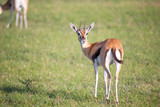 Thomson gazelles in the middle of a grassy landscape in the Kenyan savanna