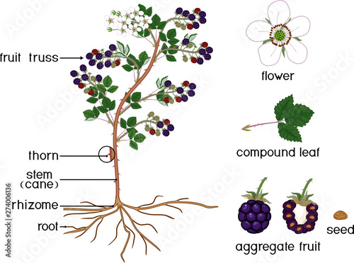 Parts of plant. Morphology of blackberry shrub with flowers, berries, green leaves, root system and titles