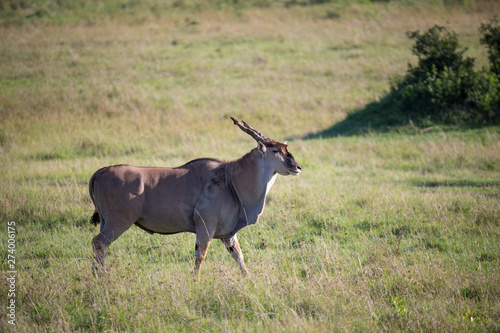 Eland, the largest antelope, in a meadow in the Kenyan savanna
