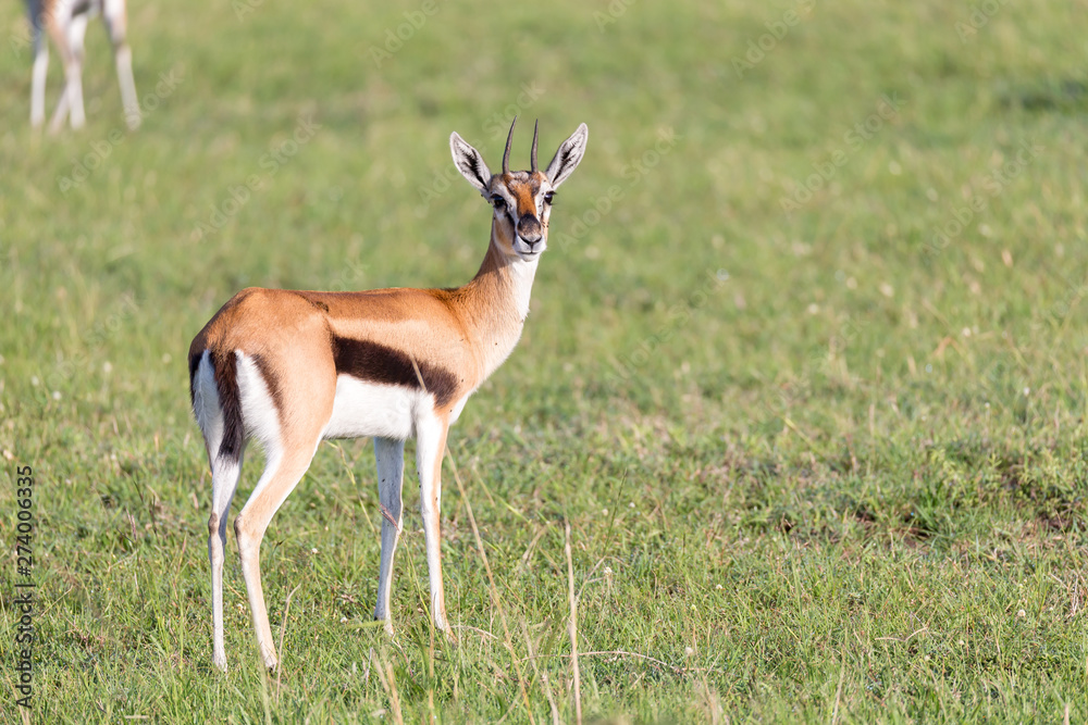Thomson gazelles in the middle of a grassy landscape in the Kenyan savanna Thomson gazelles in the middle of a grassy landscape in the Kenyan savanna