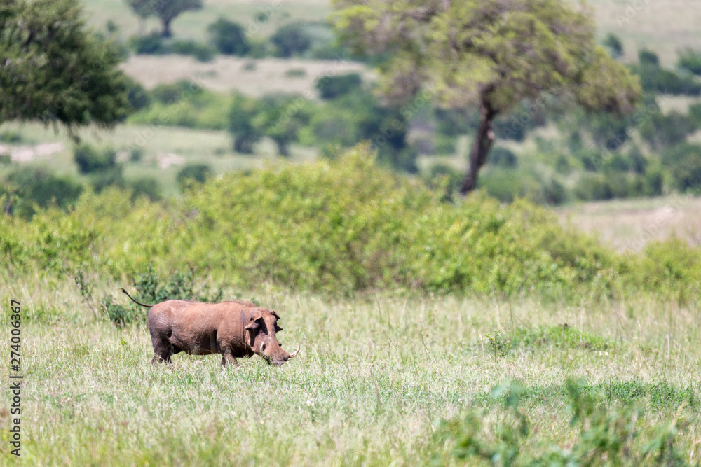 Fototapeta premium A warthog in the middle of the savanna of Kenya