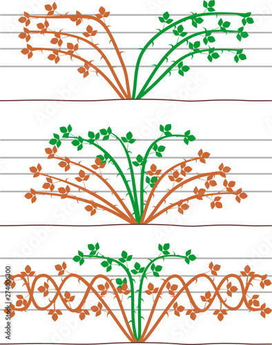 Blackberry plant trellis plans isolated on white background