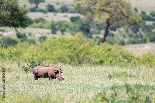 A warthog in the middle of the savanna of Kenya