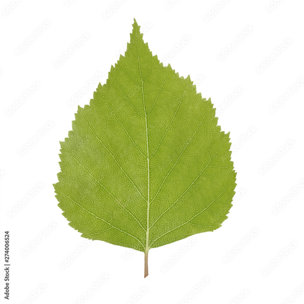 Fototapeta premium Green birch leaf isolated on white background