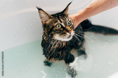 The process of washing the cat in the bathroom