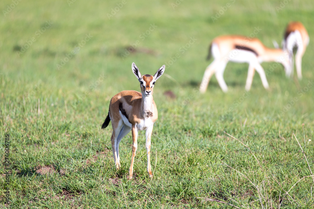 Thomson gazelles in the middle of a grassy landscape in the Kenyan savanna Thomson gazelles in the middle of a grassy landscape in the Kenyan savanna