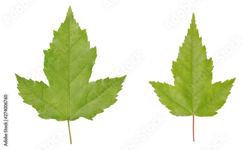 Acer ginnala or Amur maple leaves isolated on white background
