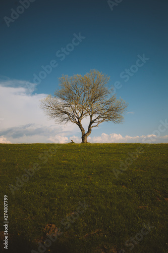 Wallpaper Mural single tree centered in a field of grass during summer Torontodigital.ca