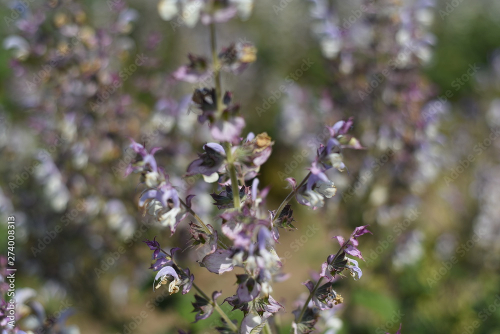 Fototapeta premium salvia