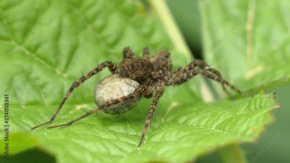 Macro shot of a brown hairy spider with a big gland sitting on a green leave. Macro shot of a brown hairy spider with a big gland sitting on a green leave.