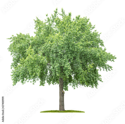 Isolated  tree on a white background - Tilia - Linden