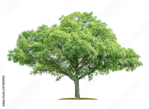 Isolated tree on a white background - Juglans regia - Walnut