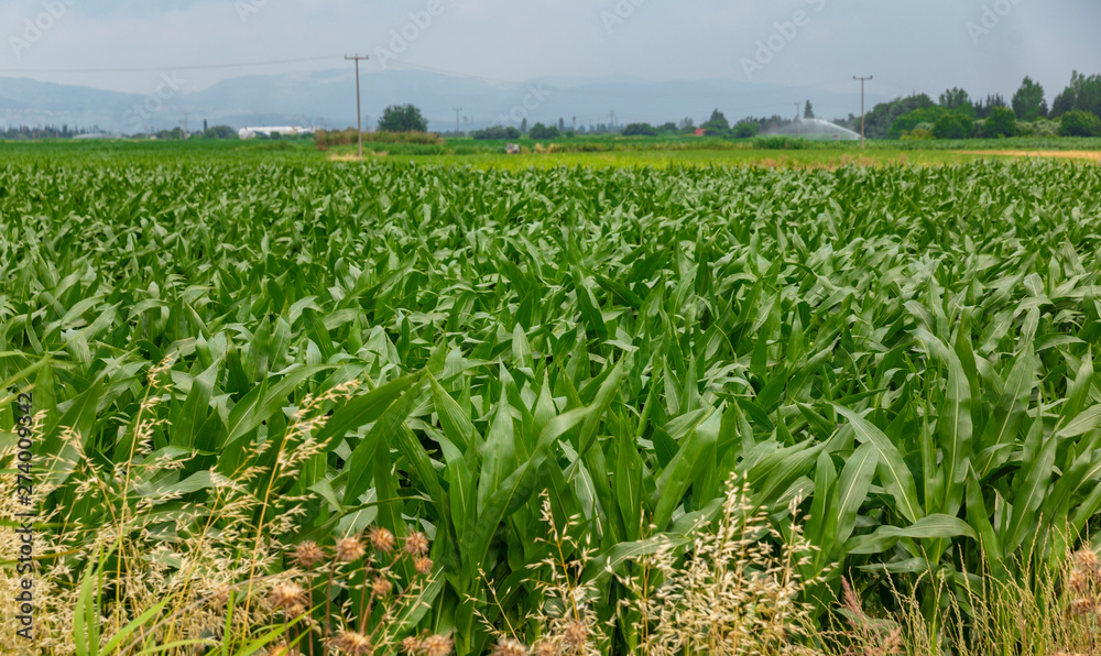Big corn field during summer