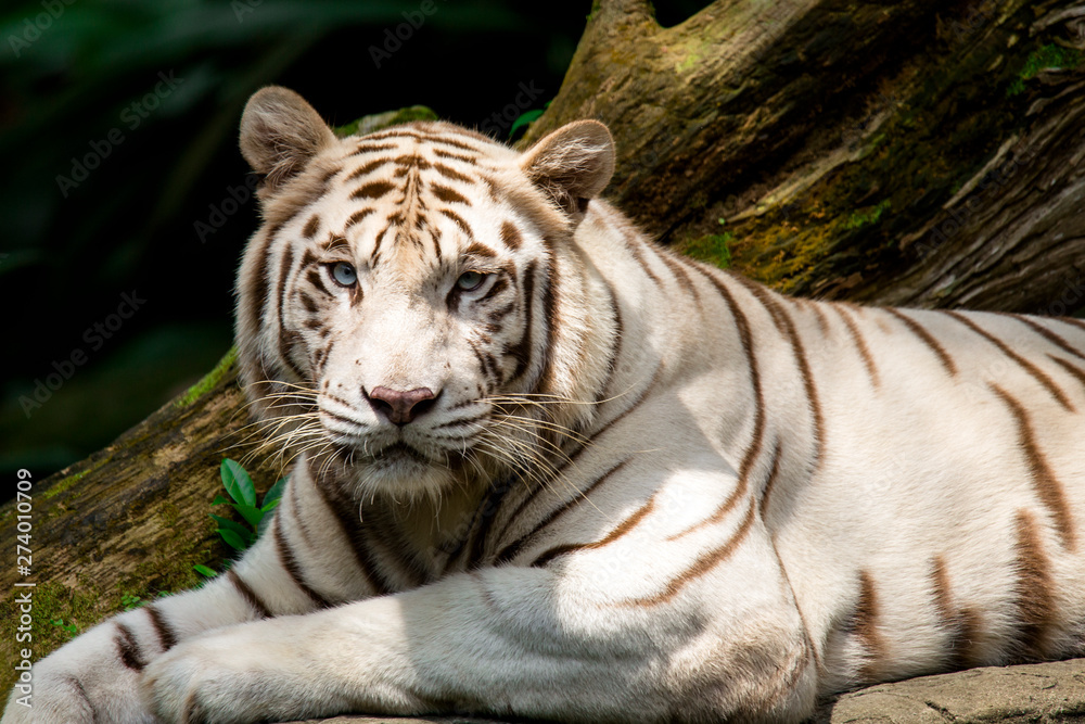 Naklejka premium white Tiger