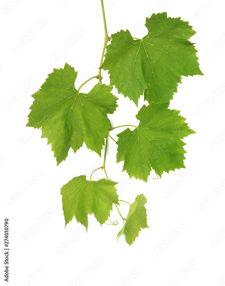 Feuilles de vigne Feuilles de vigne