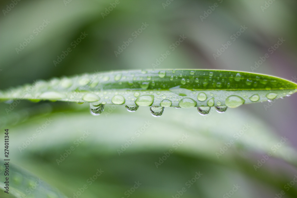 Dew Dew