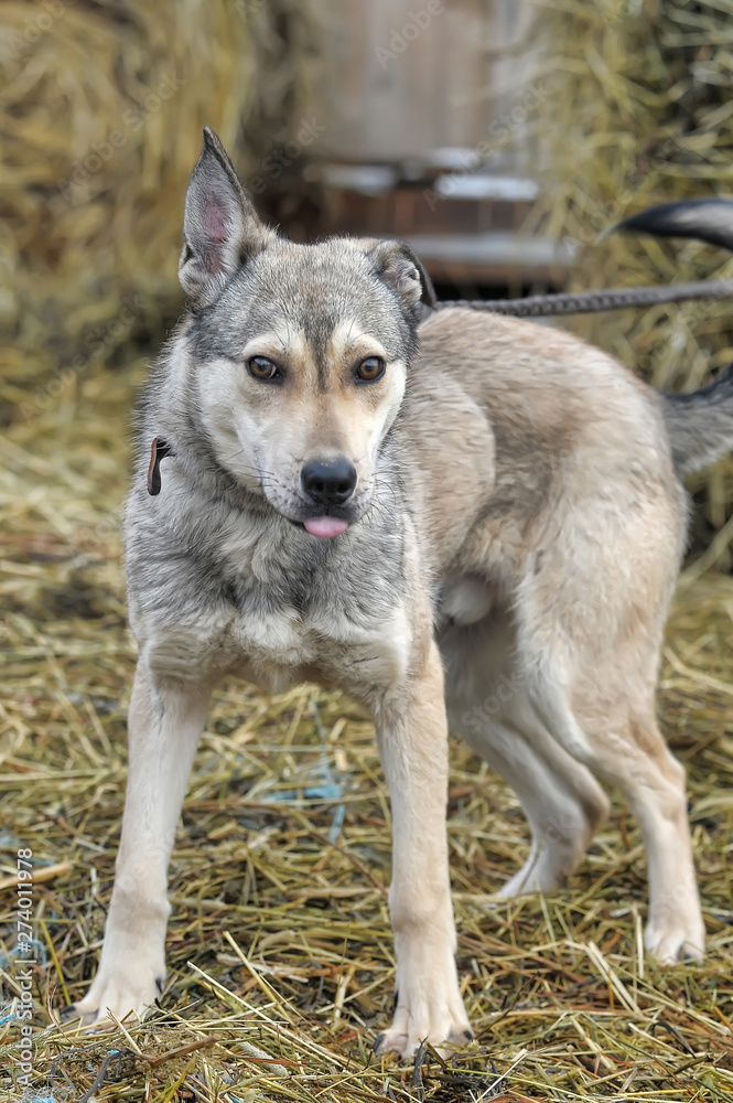 light gray dog half-breed on a background of hay