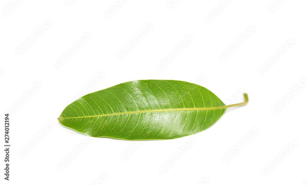 Obraz premium Mango leaves leaf on white background.