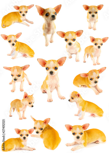 Chihuahua puppy dog small collection set isolated on white background