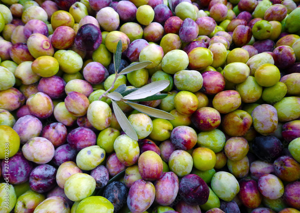 Olives fresly harvested in Aegean region Olives fresly harvested in Aegean region