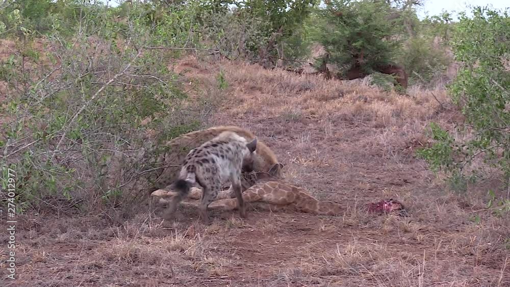 Ferocious Hyenas Feed And Tear Apart Giraffe Carcass Ferocious Hyenas Feed And Tear Apart Giraffe Carcass