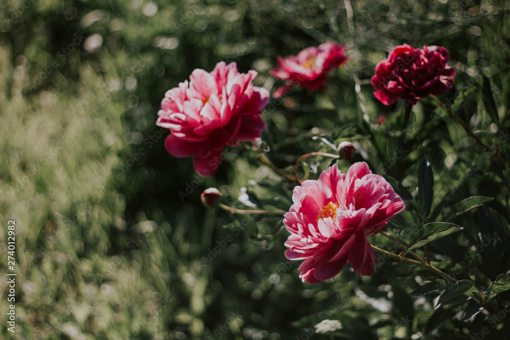 Bush beautiful pink peonies on a background of green grass. Pink and white flowers in the garden. Peonies growing in the grass. Bush beautiful pink peonies on a background of green grass. Pink and white flowers in the garden. Peonies growing in the grass.